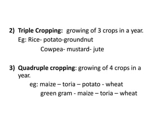 2) Triple Cropping: growing of 3 crops in a year.
Eg: Rice- potato-groundnut
Cowpea- mustard- jute
3) Quadruple cropping: growing of 4 crops in a
year.
eg: maize – toria – potato - wheat
green gram - maize – toria – wheat
 