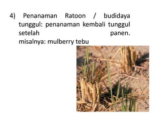 4) Penanaman Ratoon / budidaya
tunggul: penanaman kembali tunggul
setelah panen.
misalnya: mulberry tebu
 