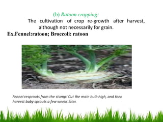 Fennel resprouts from the stump! Cut the main bulb high, and then
harvest baby sprouts a few weeks later.
(b) Ratoon cropping:
The cultivation of crop re-growth after harvest,
although not necessarily for grain.
Ex.Fennel:ratoon; Broccoli: ratoon
 