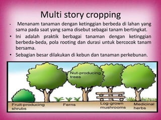 Multi story cropping
• Menanam tanaman dengan ketinggian berbeda di lahan yang
sama pada saat yang sama disebut sebagai tanam bertingkat.
• Ini adalah praktik berbagai tanaman dengan ketinggian
berbeda-beda, pola rooting dan durasi untuk bercocok tanam
bersama.
• Sebagian besar dilakukan di kebun dan tanaman perkebunan.
 
