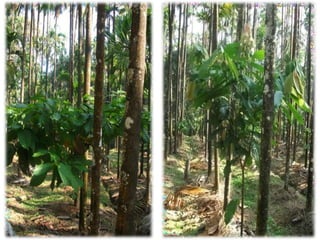 MULTIPLE CROPING BY MAYA SAFITRI