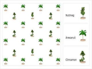 MULTIPLE CROPING BY MAYA SAFITRI
