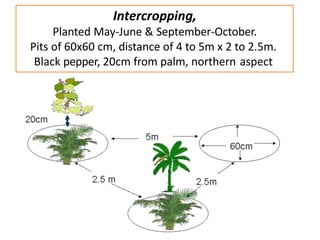 Intercropping,
Planted May-June & September-October.
Pits of 60x60 cm, distance of 4 to 5m x 2 to 2.5m.
Black pepper, 20cm from palm, northern aspect
 