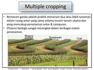 Multiple cropping
• Bertanam ganda adalah praktik menanam dua atau lebih tanaman
dalam ruang antar yang sama selama musim tanam utama dan
yang mencakup penanaman antar & campuran.
• Efisiensi biologis sangat meningkat dalam berbagai sistem
penanaman.
tomatoes + onions + marigold; the marigolds repel some tomato pests.
 