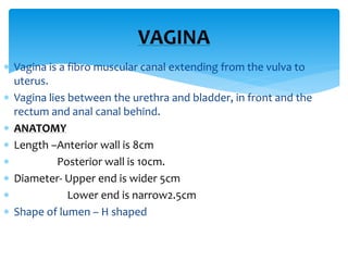  Vagina is a fibro muscular canal extending from the vulva to
uterus.
 Vagina lies between the urethra and bladder, in f...