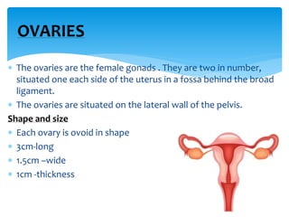  Ovarian function – Ovaries are the store house of female gametes
or ova.
 There are about 1.2 million primordial follic...
