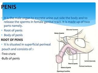 PENIS
 It is the male organ to excrete urine out side the body and to
release the sperms in female genital tract. It is made up of two
parts namely.
 Root of penis
 Body of penis
ROOT OF PENIS
 It is situated in superficial perineal
pouch and consists of :-
-Two crura
-Bulb of penis
 