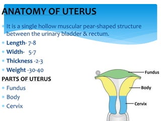 ANATOMY OF UTERUS
 It is a single hollow muscular pear-shaped structure
between the urinary bladder & rectum.
 Length- 7...