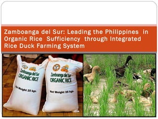 Zamboanga del Sur:   Leading the Philippines  in Organic Rice  Sufficiency  through Integrated Rice Duck Farming System  