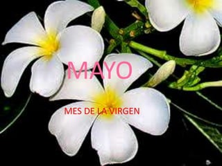 MAYO
MES DE LA VIRGEN
 