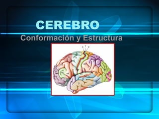 CEREBRO
Conformación y Estructura
 