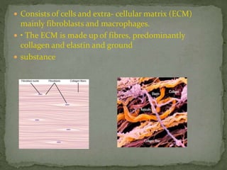  Consists of cells and extra- cellular matrix (ECM)
mainly fibroblasts and macrophages.
 • The ECM is made up of fibres, predominantly
collagen and elastin and ground
 substance
 