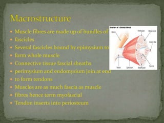  Muscle fibres are made up of bundles of
 fascicles
 Several fascicles bound by epimysium to
 form whole muscle
 Connective tissue fascial sheaths
 perimysium and endomysium join at end
 to form tendons
 Muscles are as much fascia as muscle
 fibres hence term myofascial
 Tendon inserts into periosteum
 