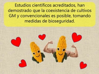 Estudios científicos acreditados, han
demostrado que la coexistencia de cultivos
GM y convencionales es posible, tomando
medidas de bioseguridad.
 
