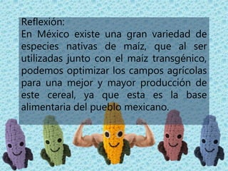 Reflexión:
En México existe una gran variedad de
especies nativas de maíz, que al ser
utilizadas junto con el maíz transgénico,
podemos optimizar los campos agrícolas
para una mejor y mayor producción de
este cereal, ya que esta es la base
alimentaria del pueblo mexicano.
 