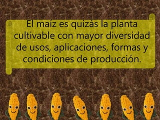 El maíz es quizás la planta
cultivable con mayor diversidad
de usos, aplicaciones, formas y
condiciones de producción.
 