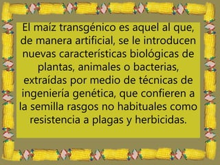 El maíz transgénico es aquel al que,
de manera artificial, se le introducen
nuevas características biológicas de
plantas, animales o bacterias,
extraídas por medio de técnicas de
ingeniería genética, que confieren a
la semilla rasgos no habituales como
resistencia a plagas y herbicidas.
 
