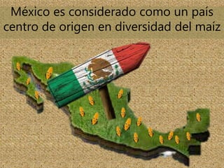 México es considerado como un país
centro de origen en diversidad del maíz
 