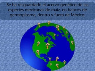 Se ha resguardado el acervo genético de las
especies mexicanas de maíz, en bancos de
germoplasma, dentro y fuera de México.
 