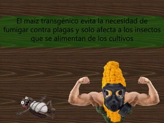 El maíz transgénico evita la necesidad de
fumigar contra plagas y solo afecta a los insectos
que se alimentan de los cultivos
 