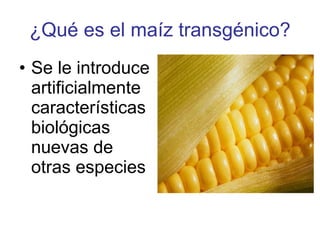 ¿Qué es el maíz transgénico? Se le introduce artificialmente características biológicas nuevas de otras especies   