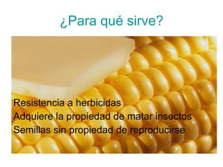 ¿Para qué sirve? Resistencia a herbicidas Adquiere la propiedad de matar insectos  Semillas sin propiedad de reproducirse 
