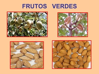 FRUTOS VERDES
 