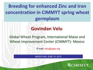 Breeding for enhanced Zinc and Iron
concentration in CIMMYT spring wheat
             germplasm
             Govindan Velu
 Global Wheat Program, International Maize and
 Wheat Improvement Center (CIMMYT)- Mexico
                 E-mail: velu@cgiar.org


                MAZATLAN, JUNE 15, 2012
 