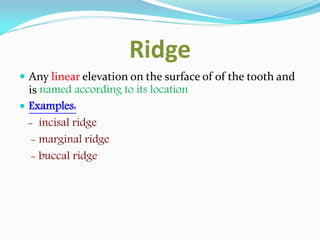 Marginal Ridges Examples Mazen doumani dental anatomy | PDF