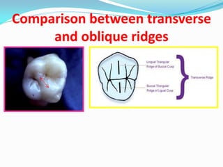 Transverse Ridge Drawing Mazen doumani dental anatomy | PDF