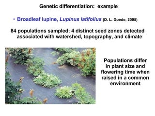 Genetic differentiation:  example Broadleaf lupine,  Lupinus latifolius  (D. L. Doede, 2005)  84 populations sampled; 4 distinct seed zones detected associated with watershed, topography, and climate Populations differ in plant size and flowering time when raised in a common environment 