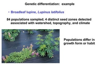 Genetic differentiation:  example Broadleaf lupine,  Lupinus latifolius   84 populations sampled; 4 distinct seed zones detected associated with watershed, topography, and climate Populations differ in growth form or habit 
