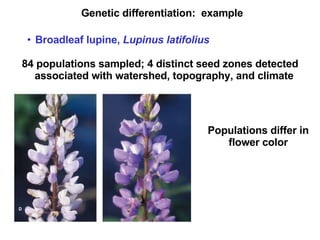 Genetic differentiation:  example Broadleaf lupine,  Lupinus latifolius   84 populations sampled; 4 distinct seed zones detected associated with watershed, topography, and climate Populations differ in flower color 