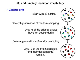 Up and running:  common vocabulary Genetic drift Start with 10 alleles Several generations of random sampling Only  6 of the original alleles have left descendants Several generations of random sampling Only  2 of the original alleles (and their descendants) remain. 