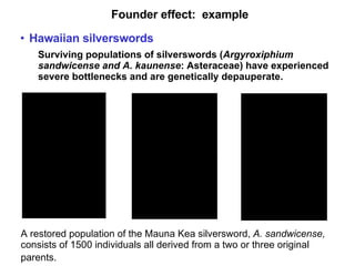 Founder effect:  example Hawaiian silverswords   Surviving populations of silverswords ( Argyroxiphium sandwicense and A. kaunense : Asteraceae) have experienced severe bottlenecks and are genetically depauperate.   A restored population of the Mauna Kea silversword,  A. sandwicense,  consists of 1500 individuals all derived from a two or three original parents.   