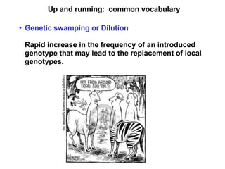 Up and running:  common vocabulary Genetic swamping or Dilution Rapid increase in the frequency of an introduced genotype that may lead to the replacement of local genotypes. 