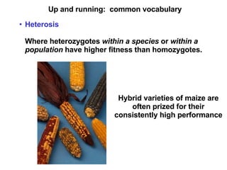 Up and running:  common vocabulary Heterosis   Where heterozygotes  within a species  or  within a population  have higher fitness than homozygotes. Hybrid varieties of maize are often prized for their consistently high performance 