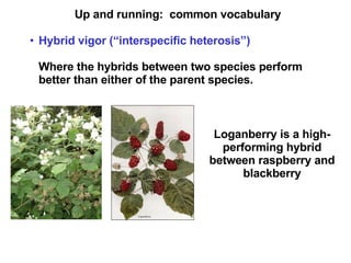 Up and running:  common vocabulary Hybrid vigor (“interspecific heterosis”)   Where the hybrids between two species perform better than either of the parent species. Loganberry is a high-performing hybrid between raspberry and blackberry 
