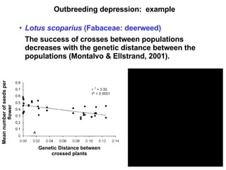 Outbreeding depression:  example Lotus scoparius  (Fabaceae: deerweed) The success of crosses between populations decreases with the genetic distance between the populations (Montalvo & Ellstrand, 2001). Genetic Distance between crossed plants Mean number of seeds per flower 