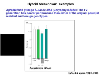 Hybrid breakdown:  examples Agrostemma githago  &  Silene alba  (Caryophyllaceae): The F2 generation has poorer performance than either of the original parental resident and foreign genotypes. Agrostemma lithago Silene alba Hufford & Mazer, TREE, 2003 