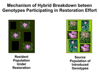 Mechanism of Hybrid Breakdown beteen Genotypes Participating in Restoration Effort Resident Population Under Restoration Source Population of Introduced Genotypes 