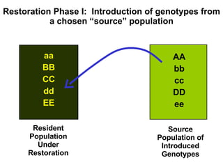 Restoration Phase I:  Introduction of genotypes from a chosen “source” population Resident Population Under Restoration Source Population of Introduced Genotypes aa BB CC dd EE AA bb cc DD ee 