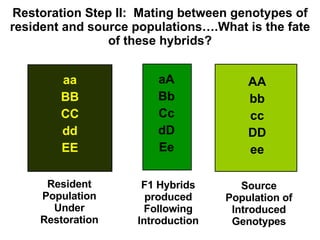aa BB CC dd EE AA bb cc DD ee F1 Hybrids produced Following Introduction aA Bb Cc dD Ee Restoration Step II:  Mating between genotypes of resident and source populations….What is the fate of these hybrids? Resident Population Under Restoration Source Population of Introduced Genotypes 