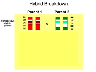 X aa BB CC dd EE AA bb cc DD ee aA Bb Cc dD Ee F2 generation following recombination Homozygous diploid parents Parent 2 Parent 1 Hybrid Breakdown 
