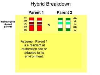X aa BB CC dd EE AA bb cc DD ee aA Bb Cc dD Ee F2 generation following recombination Homozygous diploid parents Parent 2 Parent 1 Hybrid Breakdown Assume:  Parent 1 is a resident at restoration site or adapted to its environment. 