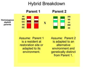 X aa BB CC dd EE AA bb cc DD ee aA Bb Cc dD Ee F2 generation following recombination Homozygous diploid parents Parent 2 Parent 1 Hybrid Breakdown Assume:  Parent 1 is a resident at restoration site or adapted to its environment. Assume:  Parent 2 is adapted to an alternative environment and genetically distinct from Parent 1. 