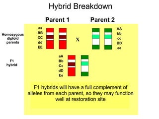 Parent 2 Parent 1 Hybrid Breakdown X aa BB CC dd EE AA bb cc DD ee aA Bb Cc dD Ee F1 hybrid F2 generation following recombination Homozygous diploid parents F1 hybrids will have a full complement of alleles from each parent, so they may function well at restoration site 