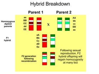 X aa BB CC dd EE AA bb cc DD ee aA Bb Cc dD Ee F1 hybrid F2 generation following recombination Homozygous diploid parents Parent 2 Parent 1 Following sexual reproduction, F2 hybrid offspring will regain homozygosity at many loci Hybrid Breakdown 