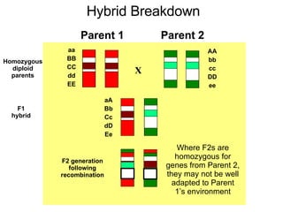X aa BB CC dd EE AA bb cc DD ee aA Bb Cc dD Ee F1 hybrid F2 generation following recombination Homozygous diploid parents Parent 2 Parent 1 Where F2s are homozygous for genes from Parent 2, they may not be well adapted to Parent 1’s environment Hybrid Breakdown 