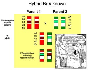 X aa BB CC dd EE AA bb cc DD ee aA Bb Cc dD Ee F1 hybrid F2 generation following recombination Homozygous diploid parents Parent 2 Parent 1 Hybrid Breakdown 